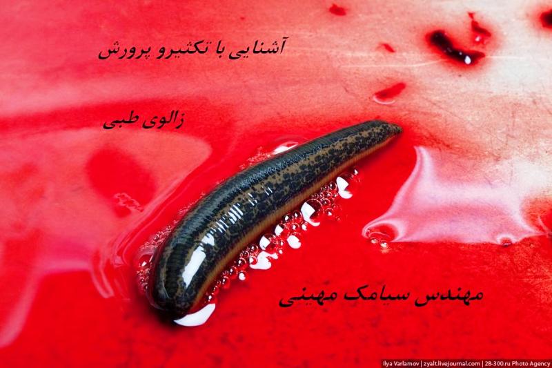 آشنایی با تکثیرو پرورش زالوی طبی (Hirudo Medicinalis)