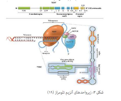 مقاله تلومر ها، انتهای کروموزوم و آنزیم تلومراز به عنوان نشانگر های زیستی سرطان