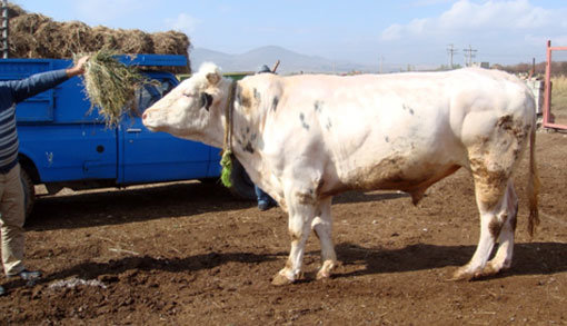 پاورپوینت" نژادهای گاو گوشتی "در 35 اسلاید
