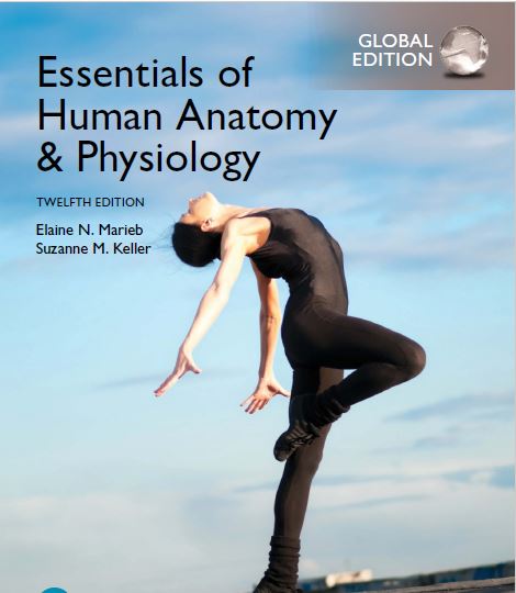 Essentials of Human Anatomy & Physiology