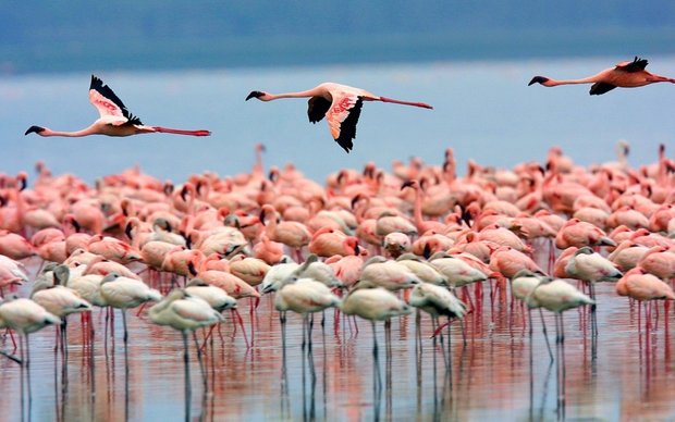 پرندگان دریاچه ارومیّه