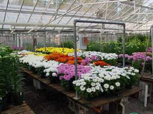 دانلود طرح کارآفرینی احداث گلخانه پرورش گل های زینتی (با قابلیت ویرایش / فایل Word)