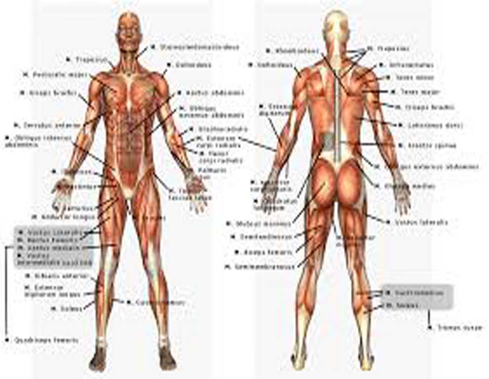 مجموعه 26 مقاله در مورد آناتومی بدن انسان