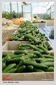 طرح  پرورش خیار درختی جهت دریافت وام و شروع کسب و کار